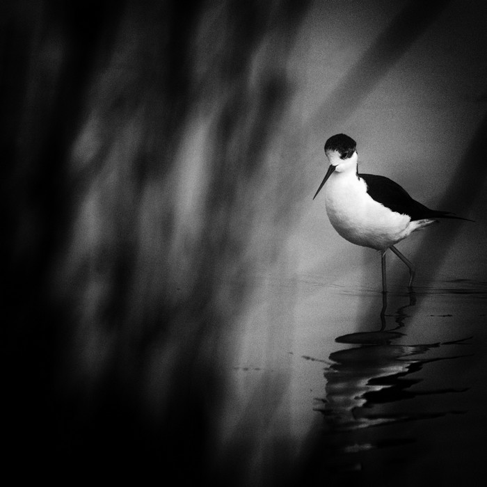 Echasse Blanche
